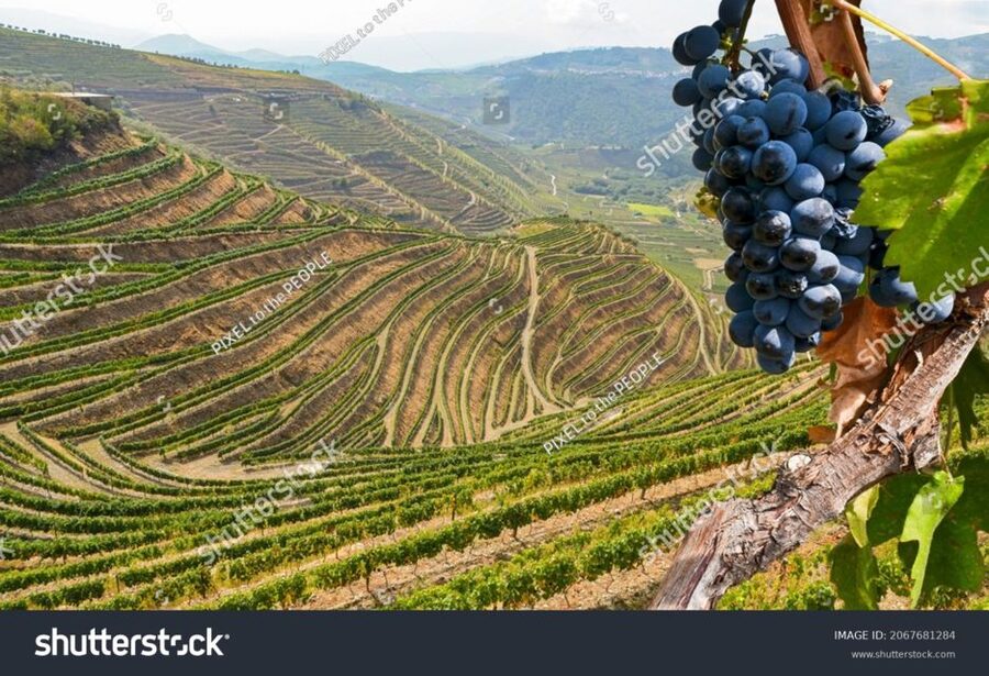 From Porto: Full-Day Douro Historical Tour - What the guides and drivers add to the experience