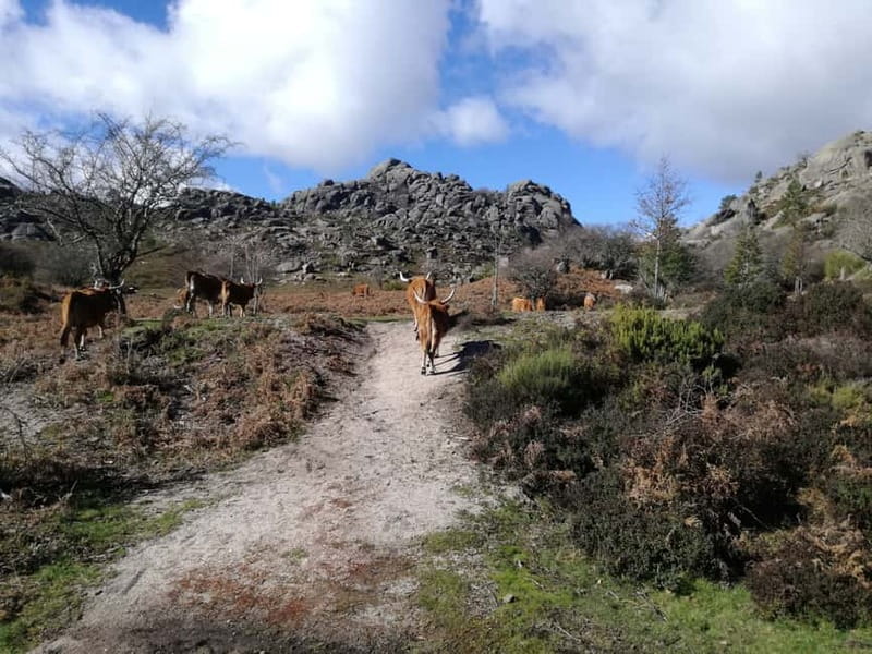From Porto: Hike, Swim or just Explore Gerês National Park - Gerês National Park, the green escape that feels far away