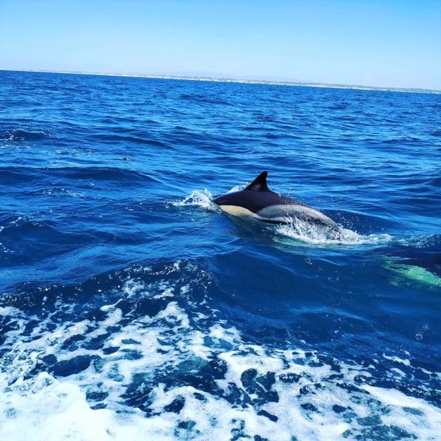 From Vilamoura: 2.5-Hour Benagil Cave and Dolphins Boat Tour - Key Highlights Worth Booking For