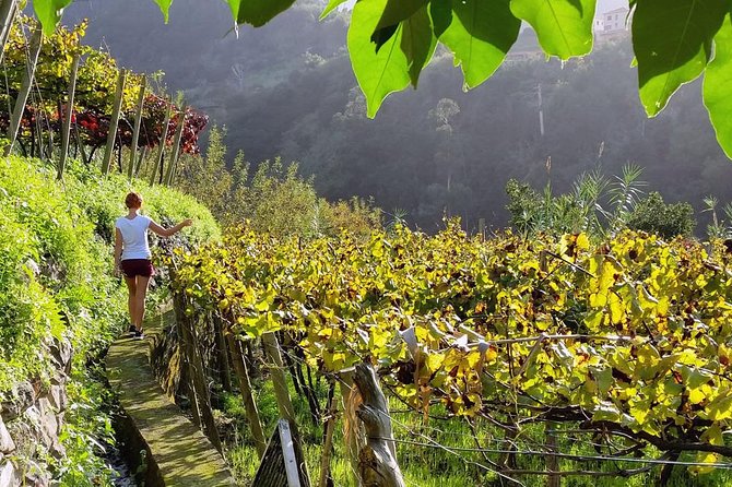 Full-Day Madeira Wine Tasting Tour with Lunch - Funchal pause: harbor time, historic corners, and a chance to reset