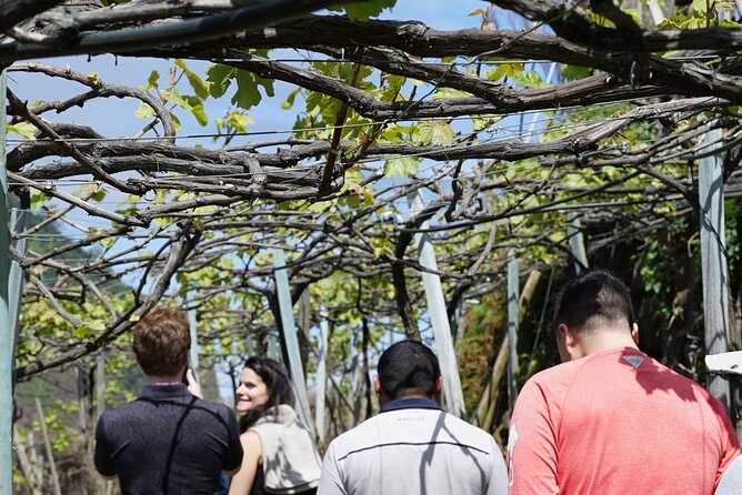 Full-Day Madeira Wine Tasting Tour with Lunch - Price and value: why $254.07 can still feel fair