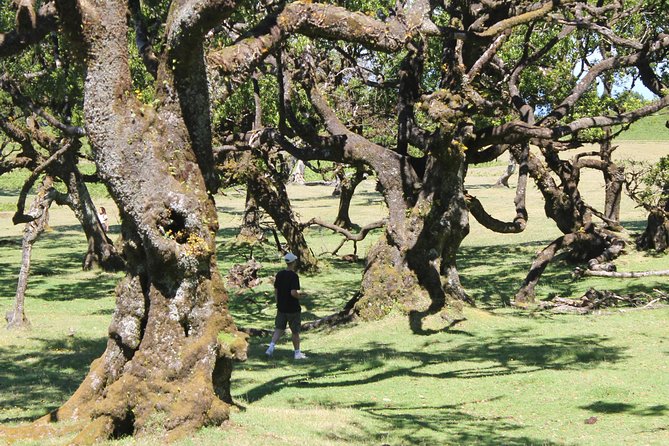 Full-Day Small Group Jeep Safari Tour from Funchal - East Full Day: Santana Traditional Houses and Pico Arreiro