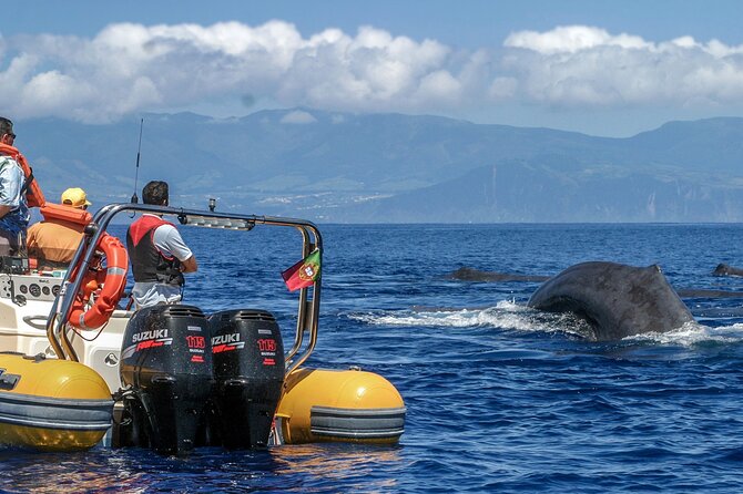 Full-Day Whales & The Princess Ring Islet (incl. Lunch) - Vila Franca do Campo: The Marina Base and Why It Matters