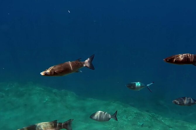 Full-Day Whales & The Princess Ring Islet (incl. Lunch) - Price and What You Actually Get for $134.68