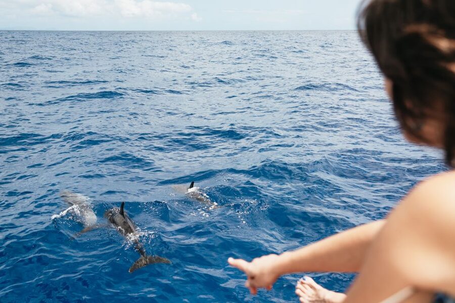 Funchal Bay: Dolphin & Whale Watch Luxury Catamaran Cruise - Best fit: who should book this Madeira catamaran cruise?