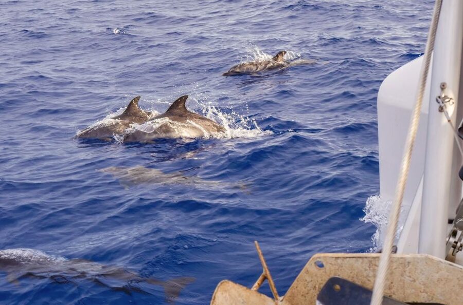 Funchal Bay: Dolphin & Whale Watch Luxury Catamaran Cruise - The return sail: lingering views and time to enjoy Madeira after animals