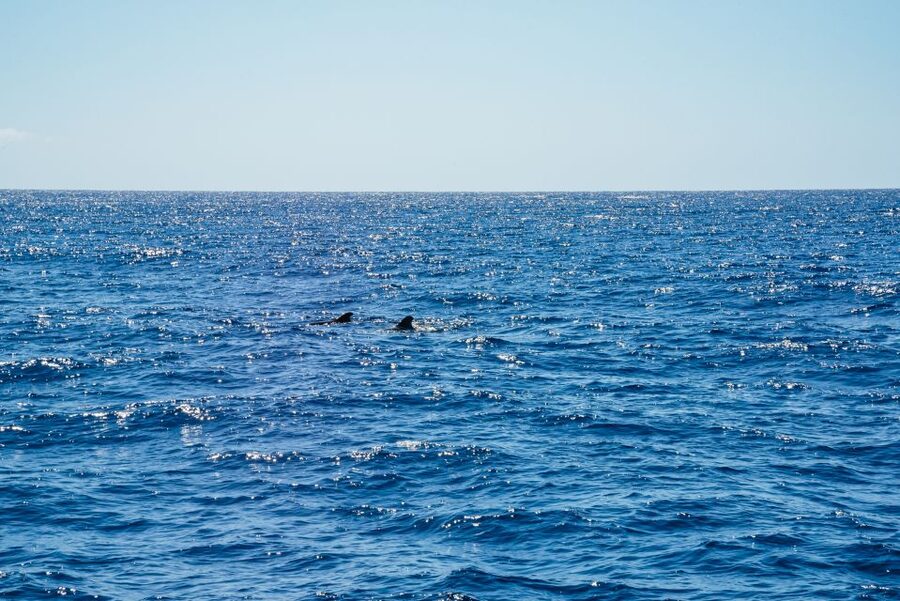 Funchal: Dolphin and Whale Watching by Luxury Catamaran - Cabo Girão Meets Luxury Sailing off Funchal