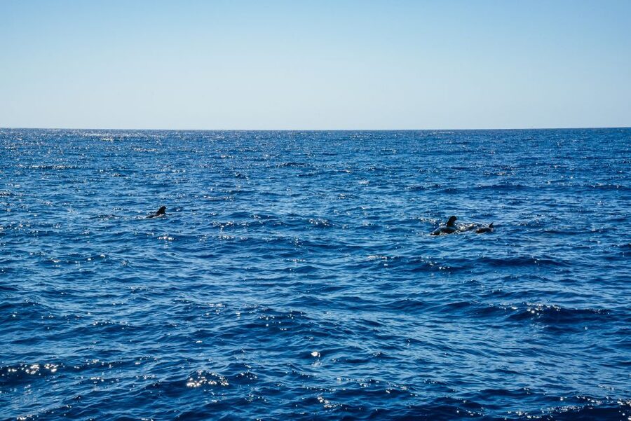 Funchal: Dolphin and Whale Watching by Luxury Catamaran - Small-Group Feel: When the Boat Doesn’t Feel Crowded