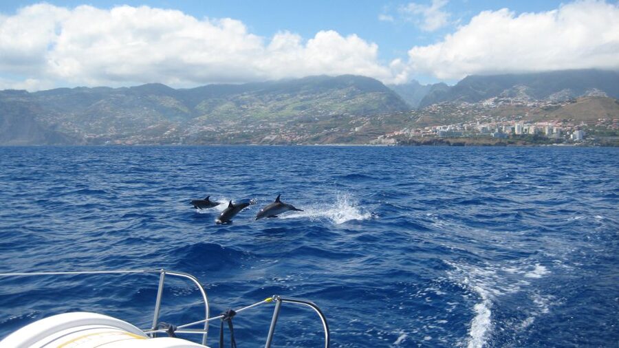 Funchal: Dolphin and Whale Watching Catamaran Cruise - Key Points You’ll Care About Most