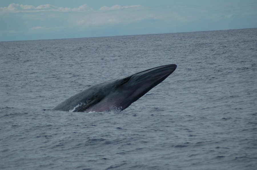 Funchal: Dolphin and Whale Watching Catamaran Cruise - Madeira’s Dolphin and Whale Country Starts at Funchal
