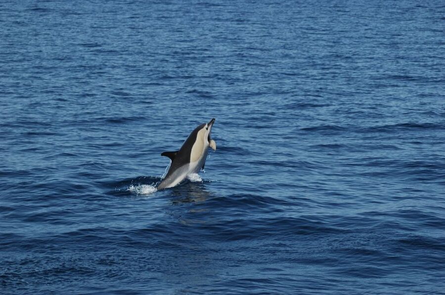 Funchal: Dolphin and Whale Watching Catamaran Cruise - The Real Star: Hunting for Dolphins, Whales, and Turtles