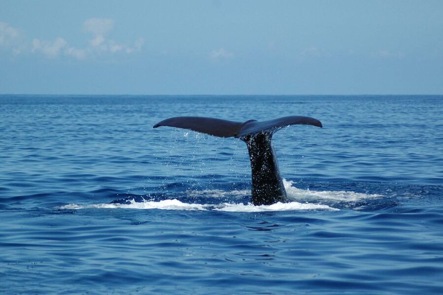 Funchal: Dolphin and Whale Watching Catamaran Cruise - Price and Value: Does $41 Make Sense for Madeira?