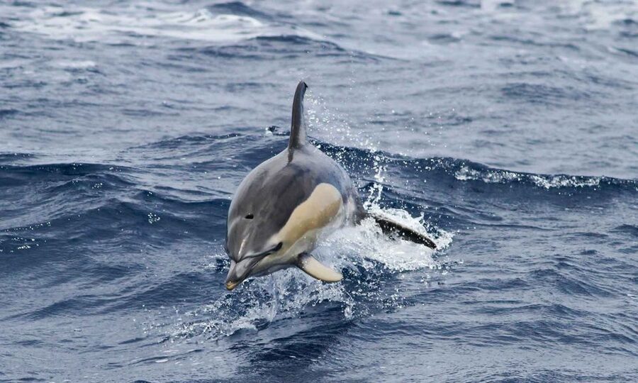Funchal: Dolphin and Whale Watching Cruise - Price and value: why $58 can feel fair here