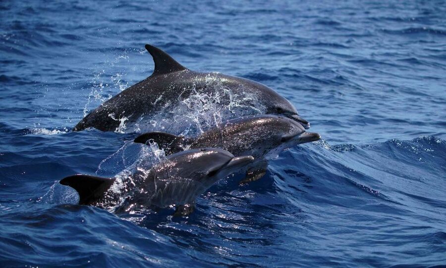 Funchal: Dolphin and Whale Watching Cruise - How the search works: land spotters, fast targeting, and respectful distance