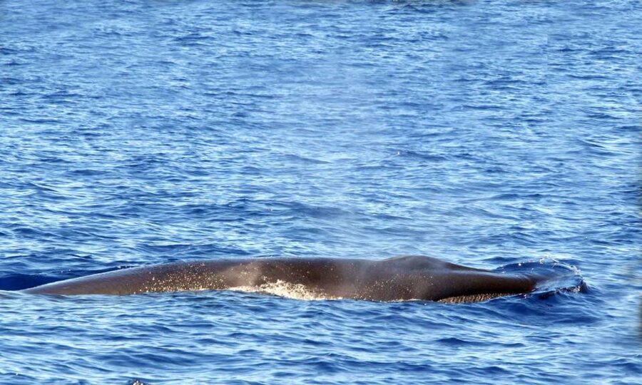Funchal: Dolphin and Whale Watching Cruise - The 2-hour flow: what happens once you’re offshore