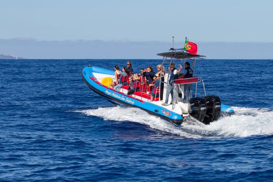 Funchal: Dolphin and Whale Watching Cruise - Marine biologist commentary: more than facts, it’s how to watch
