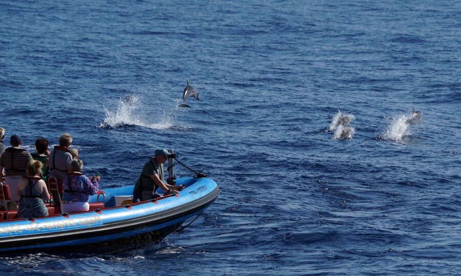 Funchal: Dolphin and Whale Watching Cruise - What you might see: dolphins, whales, turtles, and seabirds