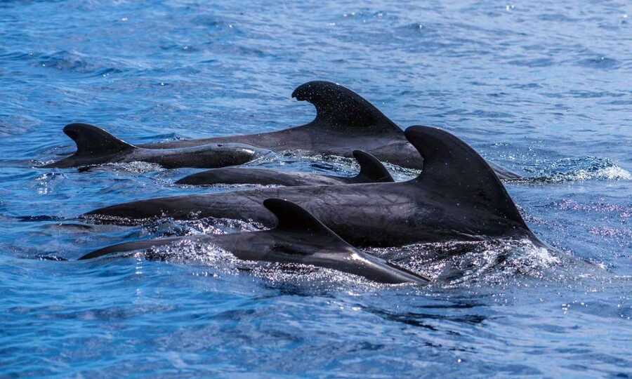 Funchal: Dolphin and Whale Watching Cruise - Comfort and safety: 18 guests, life vests, and the wet reality