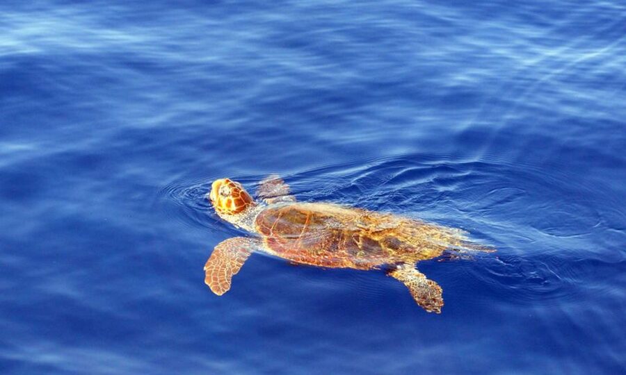 Funchal: Dolphin and Whale Watching Cruise - Seasickness check: when speed meets chop