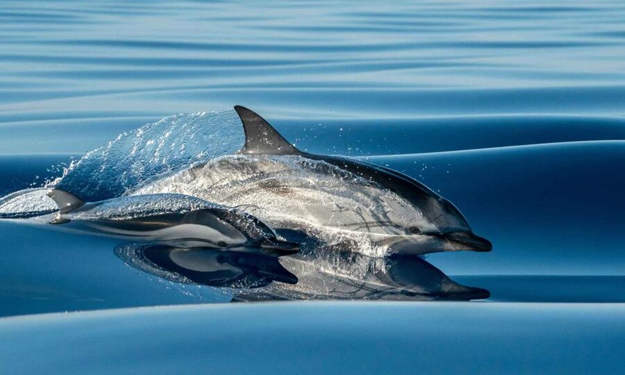 Funchal: Dolphin and Whale Watching Cruise - The Sea Safari boat: 2023 rebuild, low sit, and why it matters
