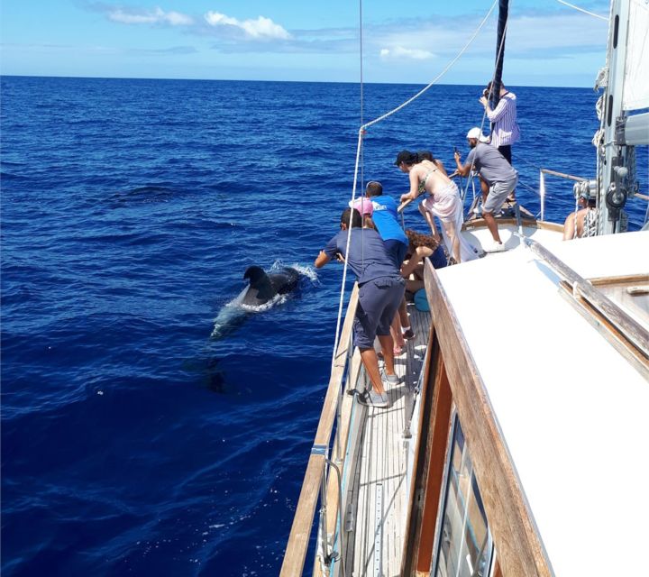 Funchal: Dolphin and Whale Watching Sailing Trip - Sailboat vs. Engine: Why the Day’s Weather Matters