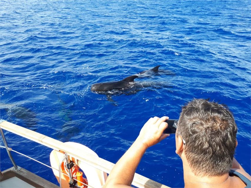 Funchal: Dolphin and Whale Watching Sailing Trip - On Board: Small Group Comfort, Drinks, and Crew Energy