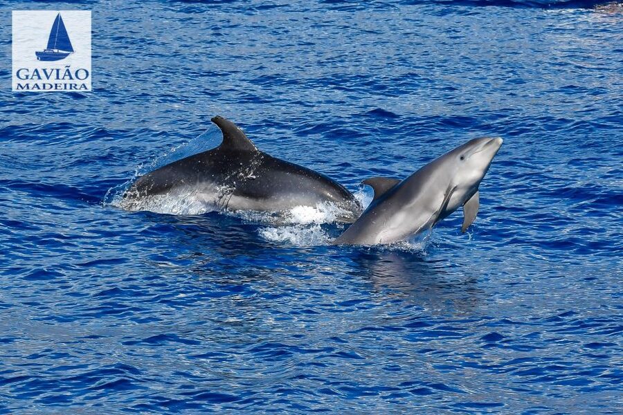 Funchal: Dolphin and Whale Watching Sailing Trip - Getting There and What to Bring (Shoes, Swimwear, and Sun)