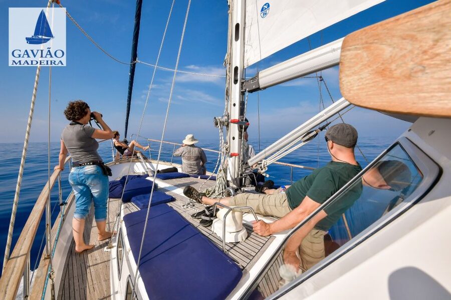 Funchal: Dolphin and Whale Watching Sailing Trip - Who This Funchal Sailing Trip Fits Best