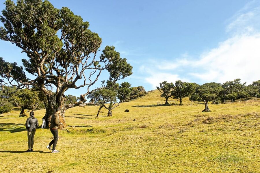 Funchal: Enchanted Terraces, Porto do Moniz & Fanal 4WD Tour - Key Highlights at a Glance