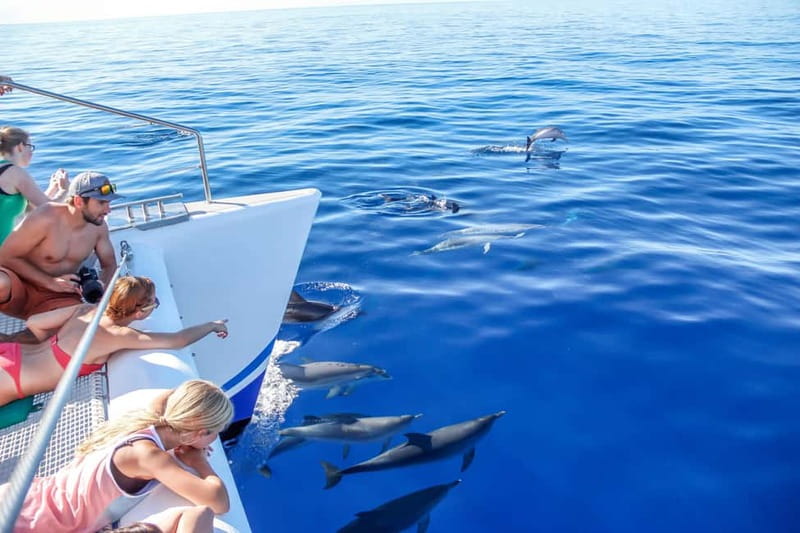 Funchal:Hop-on Hop-off Bus & Whale & Dolphin boat Excursion - Key Highlights to Know Before You Go