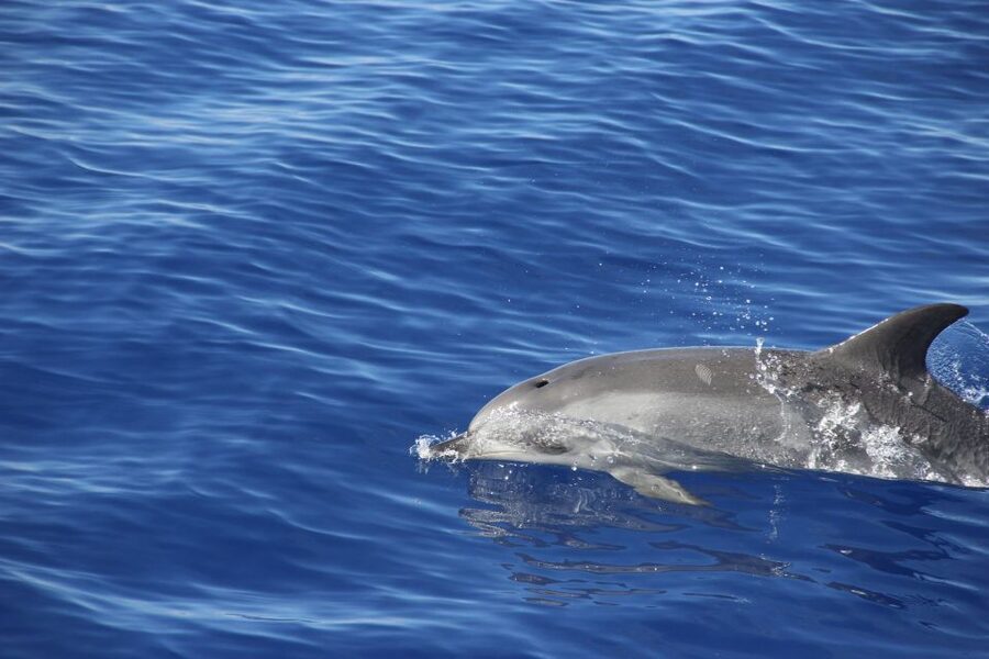Funchal:Hop-on Hop-off Bus & Whale & Dolphin boat Excursion - Catamaran Whale and Dolphin Watching: Timing, Weather, and the Swim Break