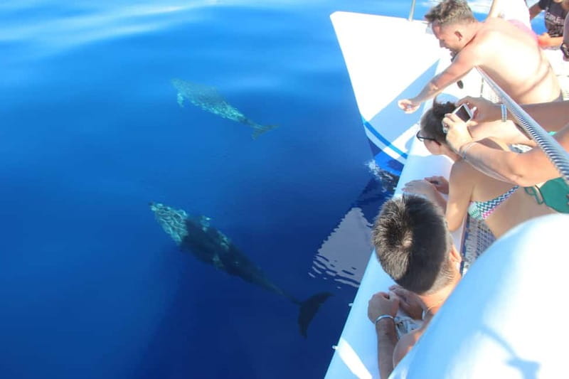 Funchal:Hop-on Hop-off Bus & Whale & Dolphin boat Excursion - Price and Value: Why $54 Can Make Sense