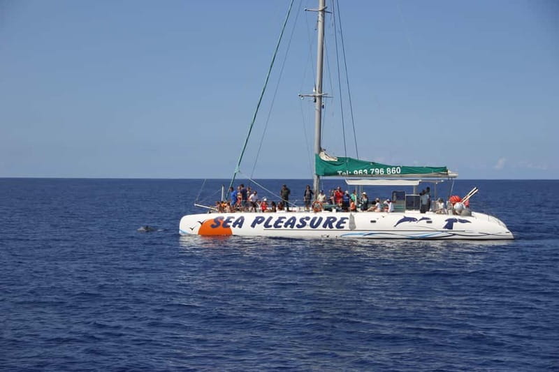 Funchal:Hop-on Hop-off Bus & Whale & Dolphin boat Excursion - Booking Tip: Avoid the Most Common Headaches