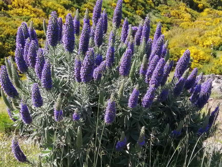 Funchal: Nuns Valley Easy Walk with Mountain Surroundings - Key highlights worth planning for