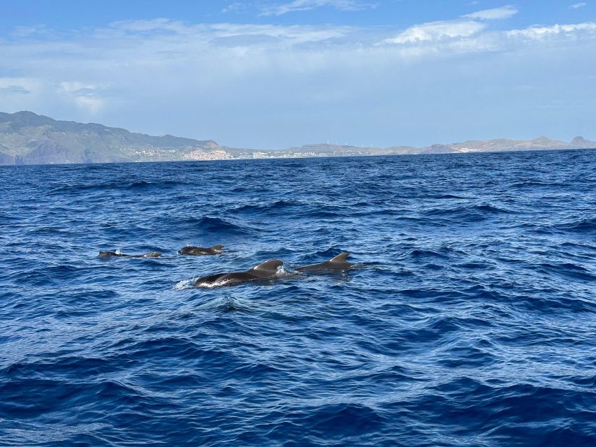 Funchal: RIB Whale Watching Cruise and Optional Dolphin Swim - Why This Funchal RIB Cruise Feels More Personal Than the Usual Whale Tour