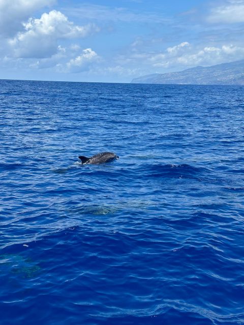 Funchal: RIB Whale Watching Cruise and Optional Dolphin Swim - What the Boat Type Changes: Why a RIB Can Be Better for Wildlife