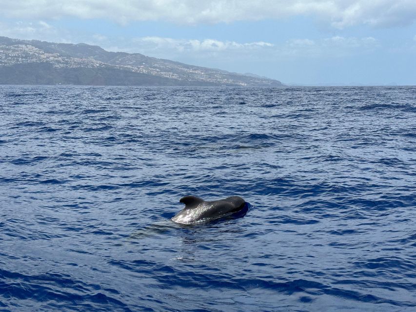 Funchal: RIB Whale Watching Cruise and Optional Dolphin Swim - The Cabo Girao Photo Stop: Break Time With Madeira Views