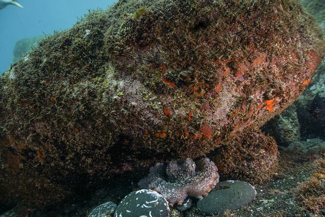 Funchal: Scuba Diving Experience for Beginners - Getting to the center at Pestana Carlton, sea level and ready