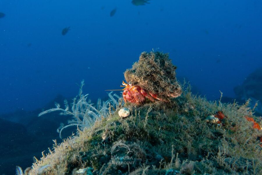 Funchal: Scuba Diving Experience for Beginners - What’s included, and what you’ll bring yourself