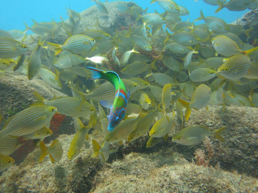 Funchal: Scuba Diving Experience for Beginners - Languages, group size, and why it matters for anxious first-timers