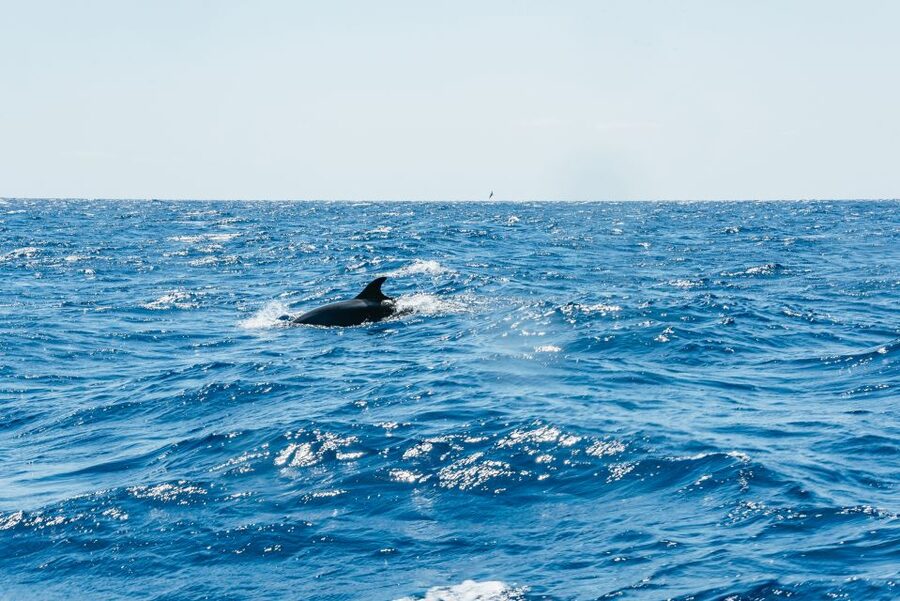 Funchal: Whale and Dolphin Watching Speed Boat Tour - What the 2.5 hours feels like on Madeira’s coastline