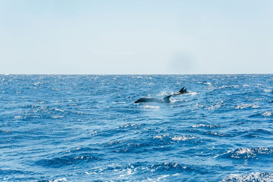 Funchal: Whale and Dolphin Watching Speed Boat Tour - When luck runs short, the free second trip matters