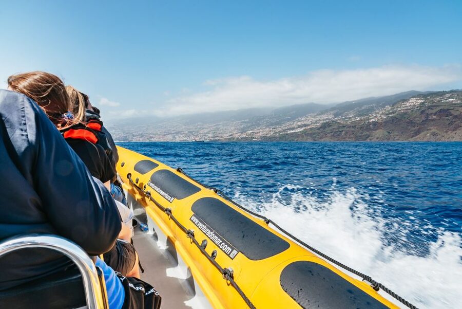 Funchal: Whale and Dolphin Watching Speed Boat Tour - Who should book this speedboat tour, and who should skip it