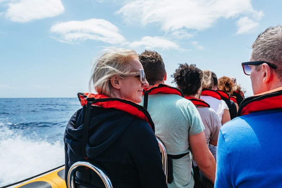 Funchal: Whale and Dolphin Watching Speed Boat Tour - Price and value: what $56 buys you in the real world