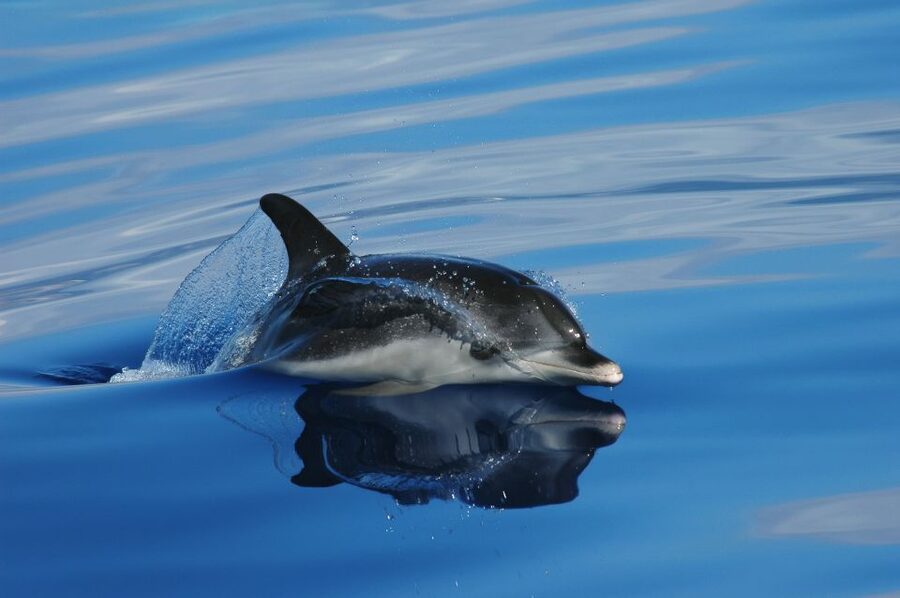 Funchal: Whale and Dolphin Watching Speed Boat Tour - How a fast speedboat tour boosts your whale and dolphin odds