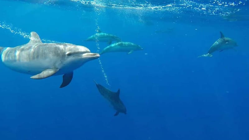 Funchal: Whale Watching and Swimming with Dolphins Cruise - Key Highlights You Should Know