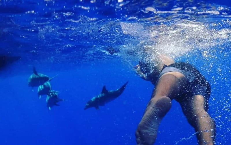 Funchal: Whale Watching and Swimming with Dolphins Cruise - The Swim Part: Jump In With Dolphins When the Rules Allow