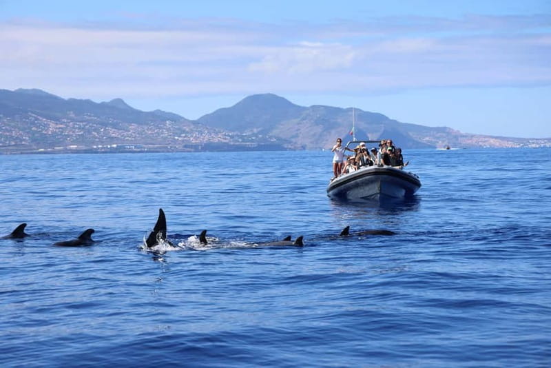 Funchal: Whale Watching and Swimming with Dolphins Cruise - Small Groups and Boat Capacity: Why It Matters More Than You Think