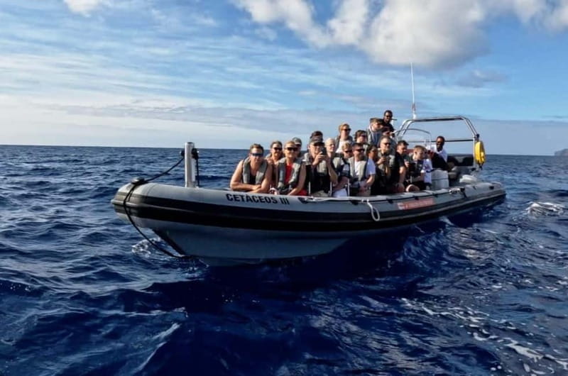 Funchal: Whale Watching and Swimming with Dolphins Cruise - Things That Can Go Wrong, and How to Plan Around Them