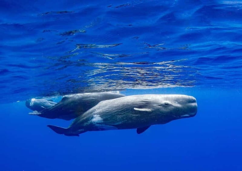 Funchal: Whale Watching and Swimming with Dolphins Cruise - Who Should Book This Tour in Madeira